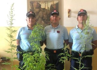 Castiglion Fiorentino: 43enne arrestato per coltivazione di sostanze stupefacenti