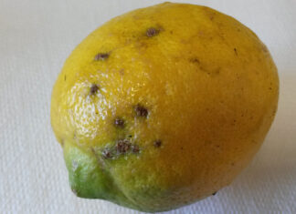 Agrumi infetti, da gennaio ad oggi 7 intercettazioni al Porto di Livorno