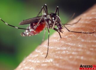 Castiglion Fiorentino, disinfestazione da zanzara tigre e zanzara comune