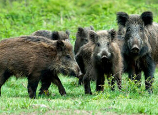 Riserve naturali, arrivano indennizzi e contributi per chi ha subito danni da fauna selvatica