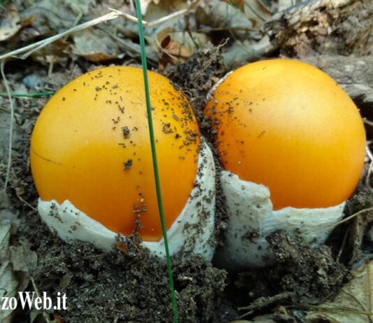 Funghi: Coldiretti, con le prime piogge parte la stagione della raccolta