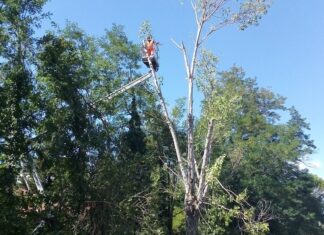 CB2, piattaforma aerea in azione in via Anconetana: via i pioppi malati dal Bicchieraia
