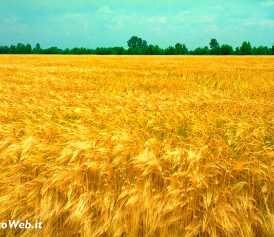 Covid-19, Confagricoltura: “Ci auguriamo presenza dell’assessore Saccardi al prossimo tavolo regionale sull’emergenza con le categorie economiche”