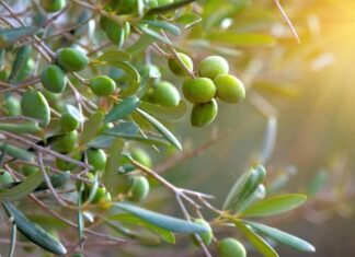 Olivi a Cortona, comune ringrazia i coltivatori