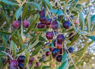 Lotta alla Mosca dell’olivo a Castiglion Fiorentino