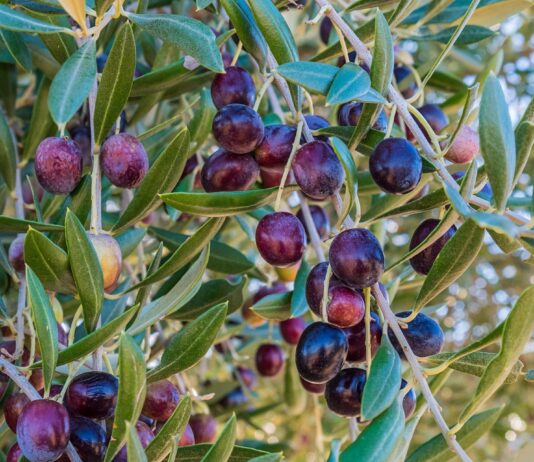 Lotta alla Mosca dell’olivo a Castiglion Fiorentino