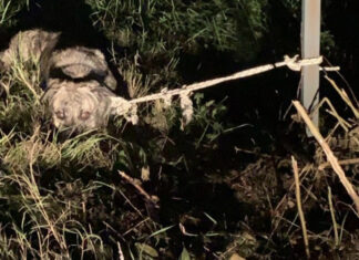 Lo legano ad un palo e lo abbandonano, è successo ieri sera nella zona Esselunga-Santa Firmina