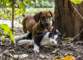 Dpcm, cani e gatti. Cosa è consentito fare nelle zone rosse