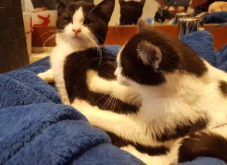 Aiutiamo i gatti di casa Mauu