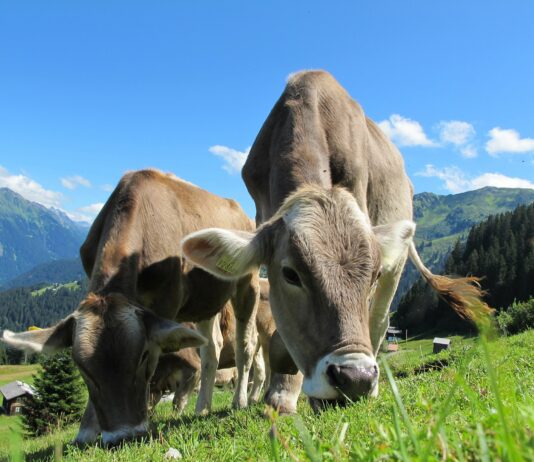 Lattiero-caseario e floricolo, sovvenzioni cumulabili e proroga dei termini per richiederle