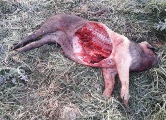 Il lupo torna ad aggredire in Valdichiana