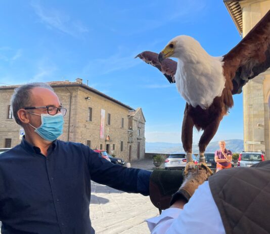 Cortona, falchi in azione per allontanare i piccioni