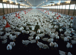 Focolai di aviaria nel veronese, scattano le misure di contenimento