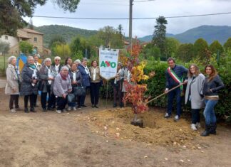Domani, 24 ottobre 2021, XIII Giornata Nazionale AVO, Associazione Volontari Ospedalieri