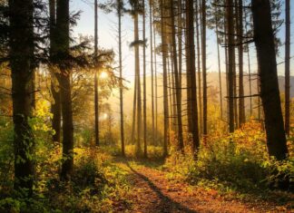 Foreste, pubblicato il bando da 11,6 milioni per attività di prevenzione danni e incendi