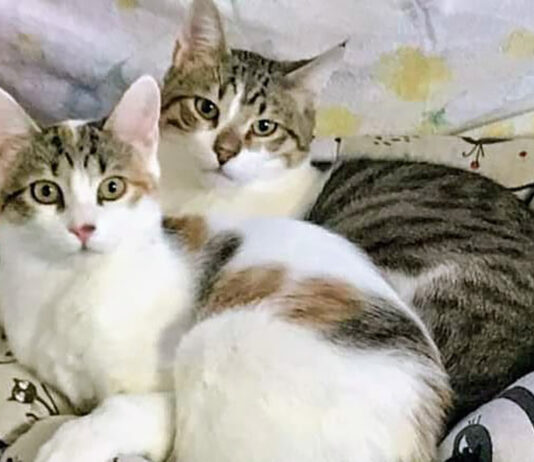 Svolta epocale, ambiente e tutela degli animali entrano nella Costituzione italiana