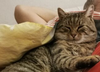 A Foiano si è smarrito il gatto Ringo, l’accorato appello dei proprietari