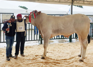 Mostra Nazionale di Razza Chianina: primo premio di categoria ad una azienda agricola del territorio