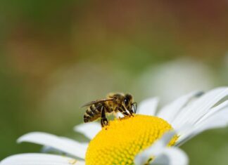 Cortona aderisce a “Comuni Amici delle Api”, Rossi: “Riconosciamo così alle api il valore di bene comune”