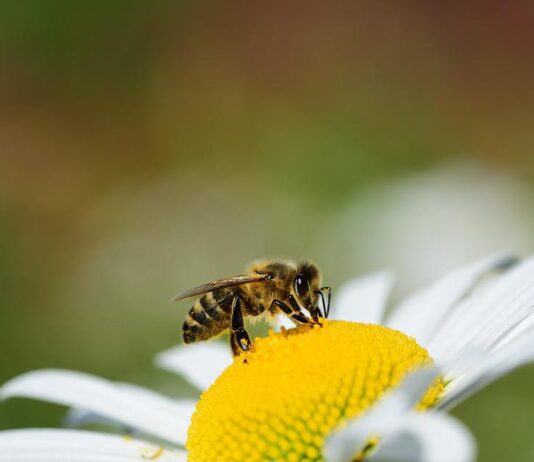Cortona aderisce a “Comuni Amici delle Api”, Rossi: “Riconosciamo così alle api il valore di bene comune”