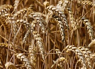 Siccità: occorrono investimenti importanti per cercare di risolvere i gravi problemi arrecati al mondo agricolo e non solo