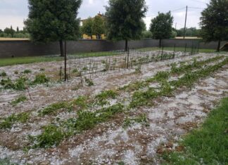 Grandinata eccezionale distrugge i raccolti della Valdichiana