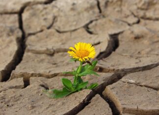 Siccità, richiesta dello stato di emergenza nazionale?