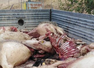 Lupi fanno strage di animali a Terranuova Bracciolini