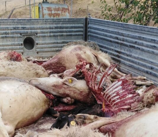 Lupi fanno strage di animali a Terranuova Bracciolini
