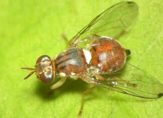 Cortona, il meteo ha tenuto alla larga la «Mosca dell’olivo»