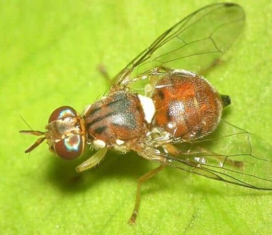 Cortona, il meteo ha tenuto alla larga la «Mosca dell’olivo»