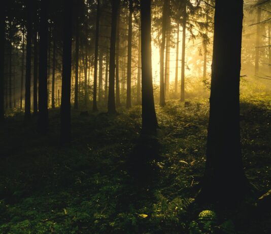 Si perde nei boschi di Poti mentre cerca i funghi, recuperato dai vigili del fuoco