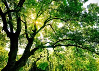 “Le Radici del futuro”: Festa dell’Albero e cittadinanza onoraria ai giovani studenti nati in Italia da genitori stranieri