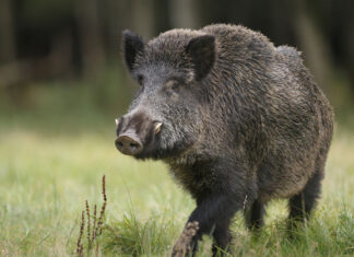 Cinghiale sfonda con la testa la vetrina di una parrucchiera a Monte San Savino, le dichiarazioni di Coldiretti Toscana