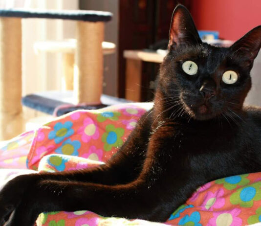 Oggi è il black Cat day