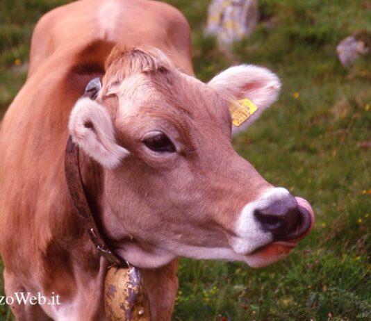 In arrivo i bandi 2023 su allevamento razze autoctone e biologico per 209 milioni di euro