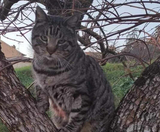 “E’ speciale”: Giani dedica un post a Giuliano, il gatto di Castiglion Fiorentino
