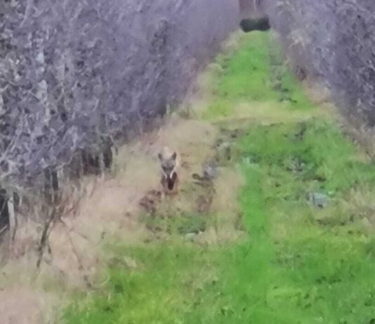 Lupi attaccano in pieno giorno, Coldiretti: “Servono risposte immediate”