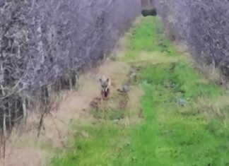 Lupi attaccano in pieno giorno, Coldiretti: “Servono risposte immediate”