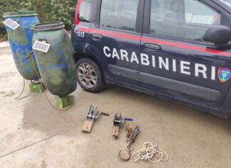 Foraggiamento di cinghiali: denunciate due persone e sequestrati 2 distributori di granaglie