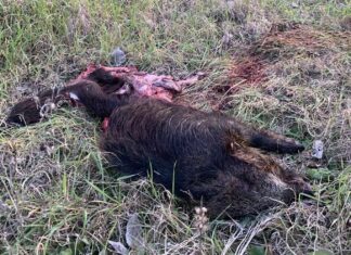 Insegue e mangia un cinghiale vicino la SR71: avvistato questa mattina lupo a Policiano