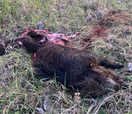 Insegue e mangia un cinghiale vicino la SR71: avvistato questa mattina lupo a Policiano