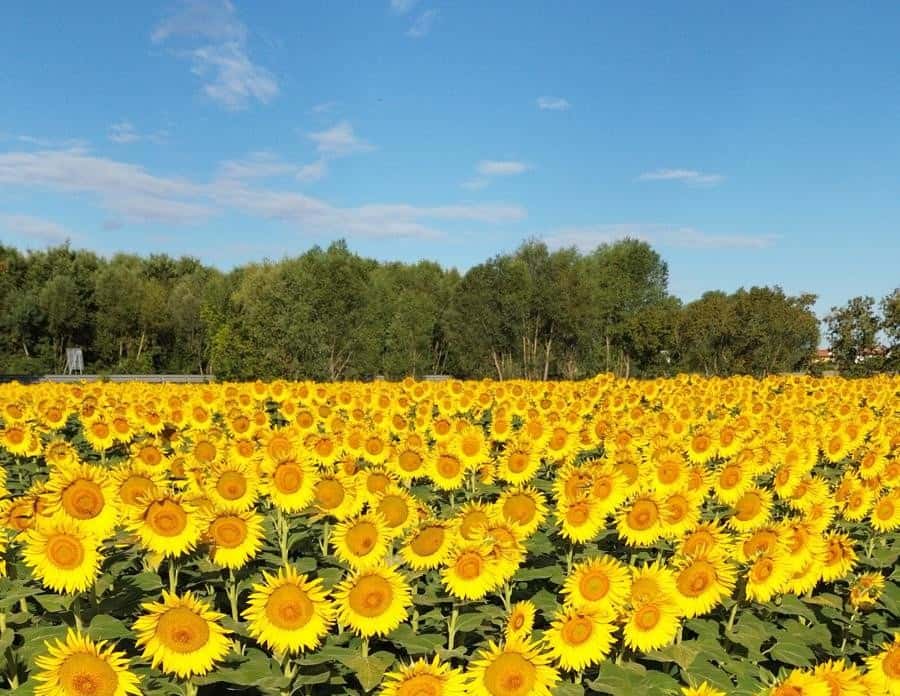 Cortona Sunflower, Comune e imprese fanno squadra per il turismo