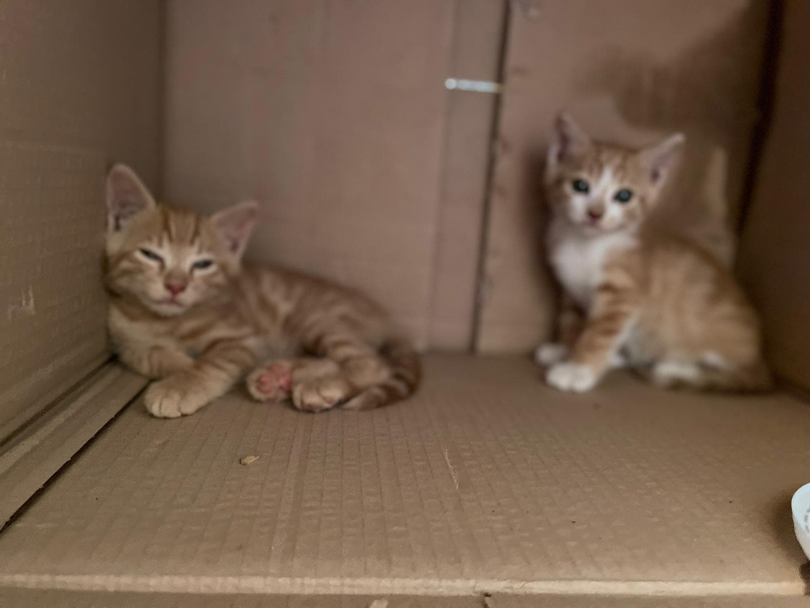 Castiglion Fiorentino: 102 le colonie feline censite nel comune