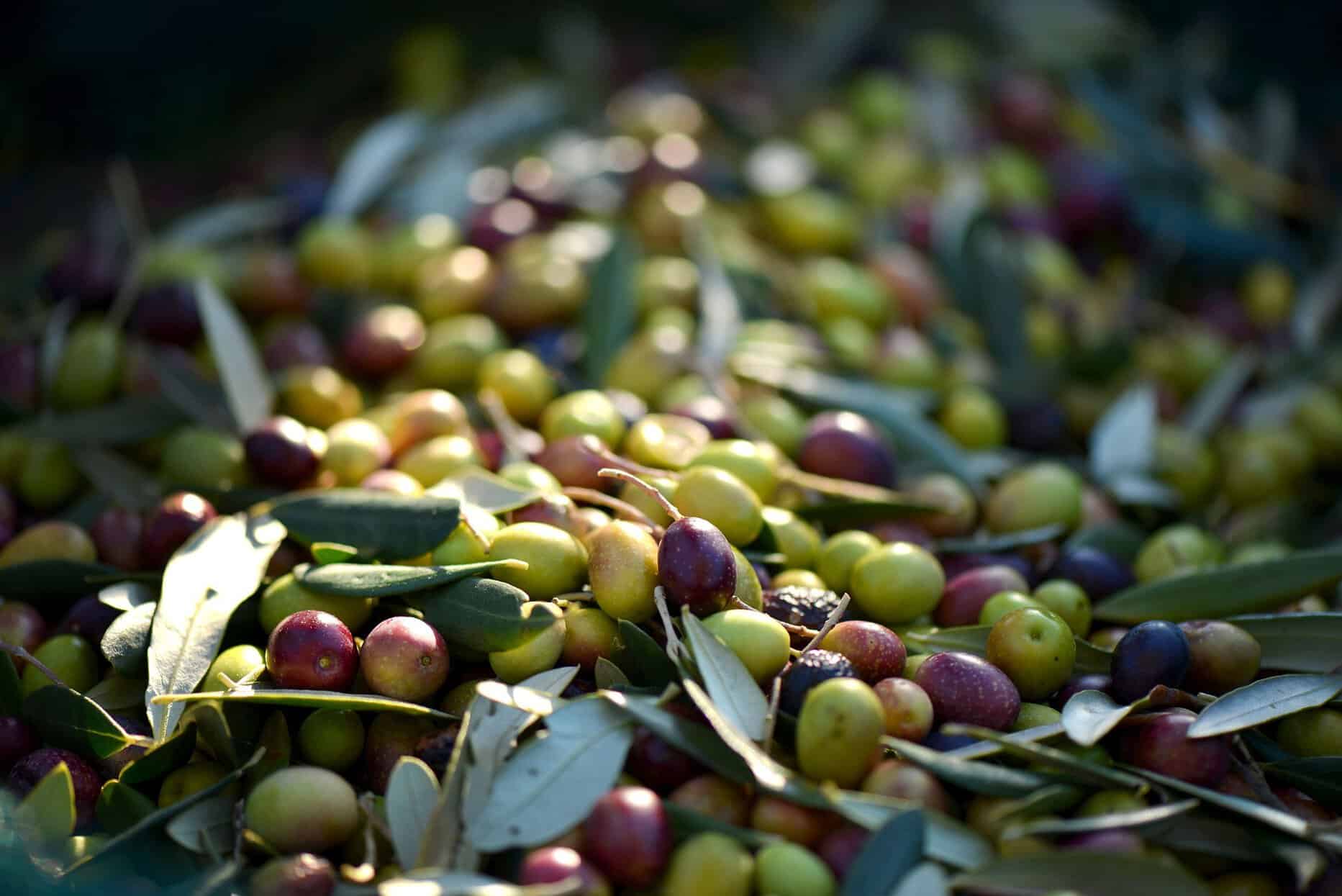 Castiglion Fiorentino: lotta alla mosca dell’olivo