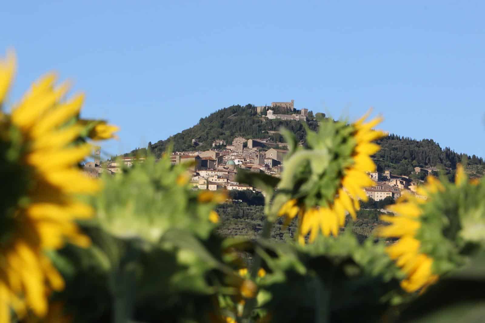 Ecco il primo concorso fotografico «Cortona Sunflower»