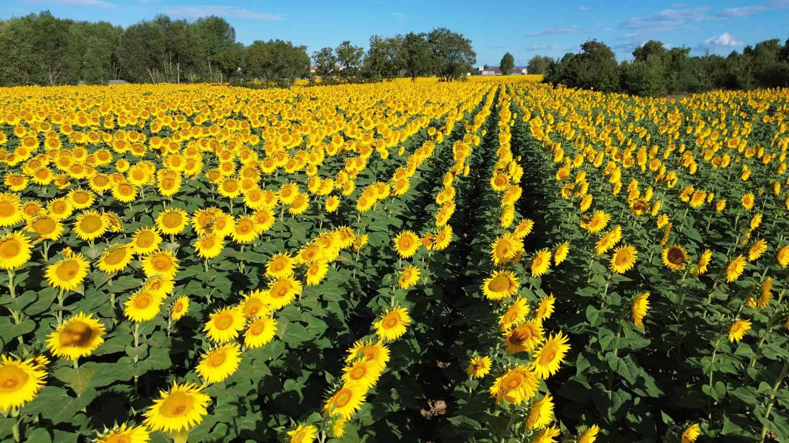 Tanti i partecipanti al concorso fotografico Cortona Sunflower
