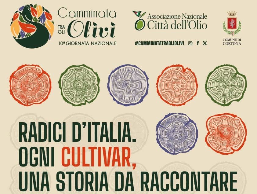 Cortona, «Camminata fra gli olivi» per riscoprire i «cultivar» locali